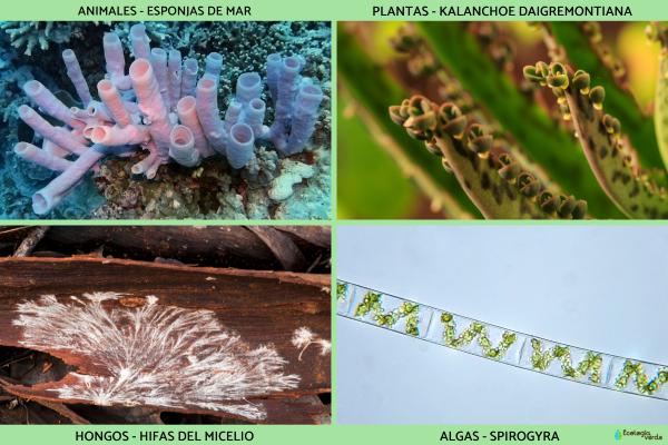 Fragmentación: qué es, ejemplos y cómo funciona esta forma de reproducción asexual - Ejemplos de organismos que se reproducen por fragmentación