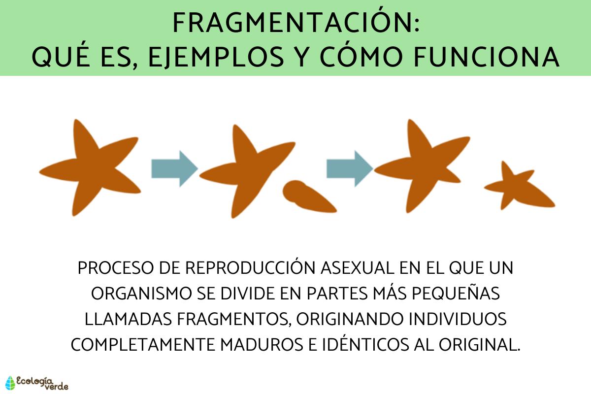 Fragmentación: qué es, ejemplos y cómo funciona esta forma de reproducción asexual