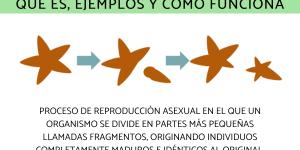 Fragmentación: qué es, ejemplos y cómo funciona esta forma de reproducción asexual