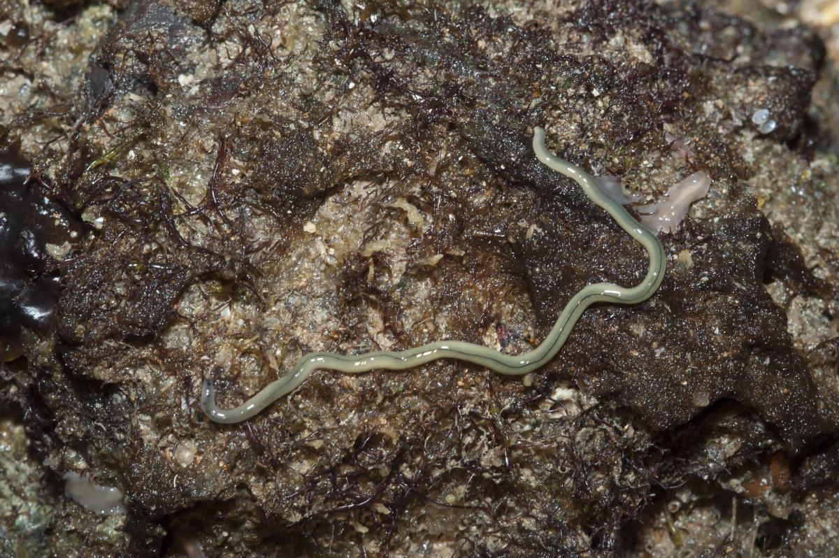 Nemertinos: qué son, características y ejemplos