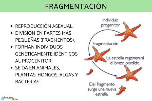 Fragmentación: qué es, ejemplos y cómo funciona esta forma de reproducción asexual - ¿Qué es la fragmentación en biología?