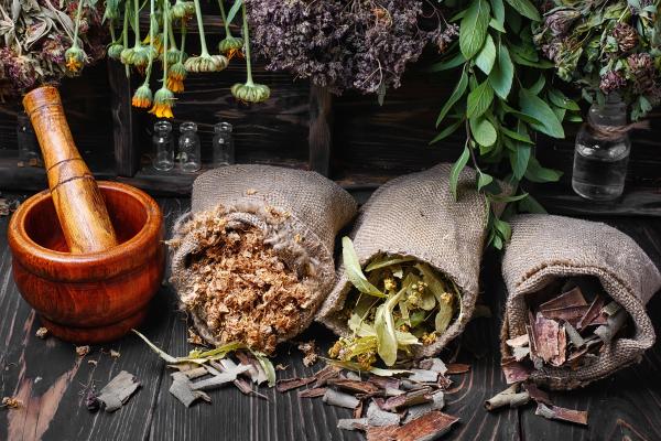 Etnobotánica: qué es, ramas, importancia y ejemplos - ¿Cuáles son las ramas de la etnobotánica?