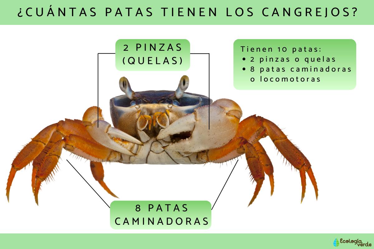 ¿Cuántas patas tiene un cangrejo?