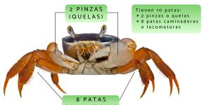 ¿Cuántas patas tiene un cangrejo?