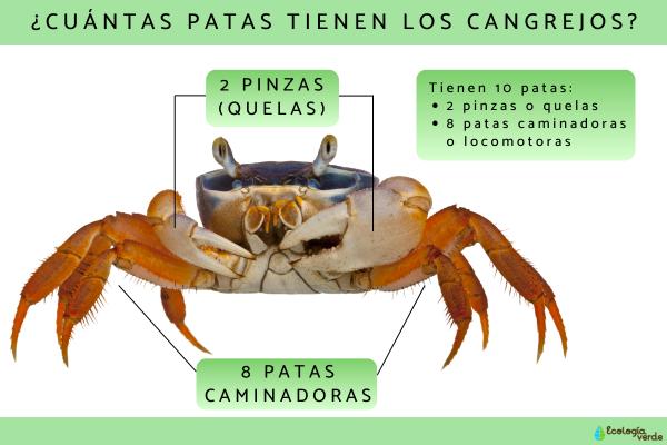 ¿Cuántas patas tiene un cangrejo?