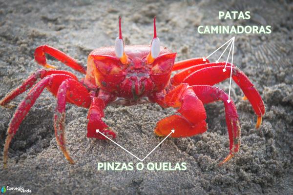 ¿Cuántas patas tiene un cangrejo? - ¿Cuántas patas tienen los cangrejos?