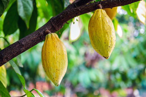 Etnobotánica: qué es, ramas, importancia y ejemplos - Ejemplos de etnobotánica