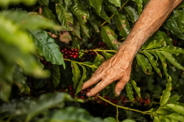 Etnobotánica: qué es, ramas, importancia y ejemplos - ¿Qué es la etnobotánica y qué estudia?