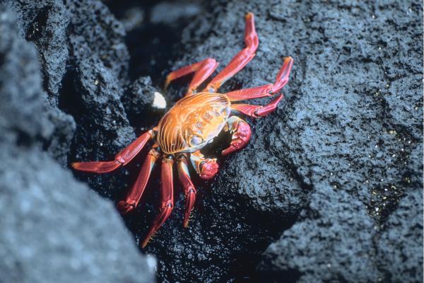 ¿Cuántas patas tiene un cangrejo? - ¿Se regeneran las patas de los cangrejos si las pierden?