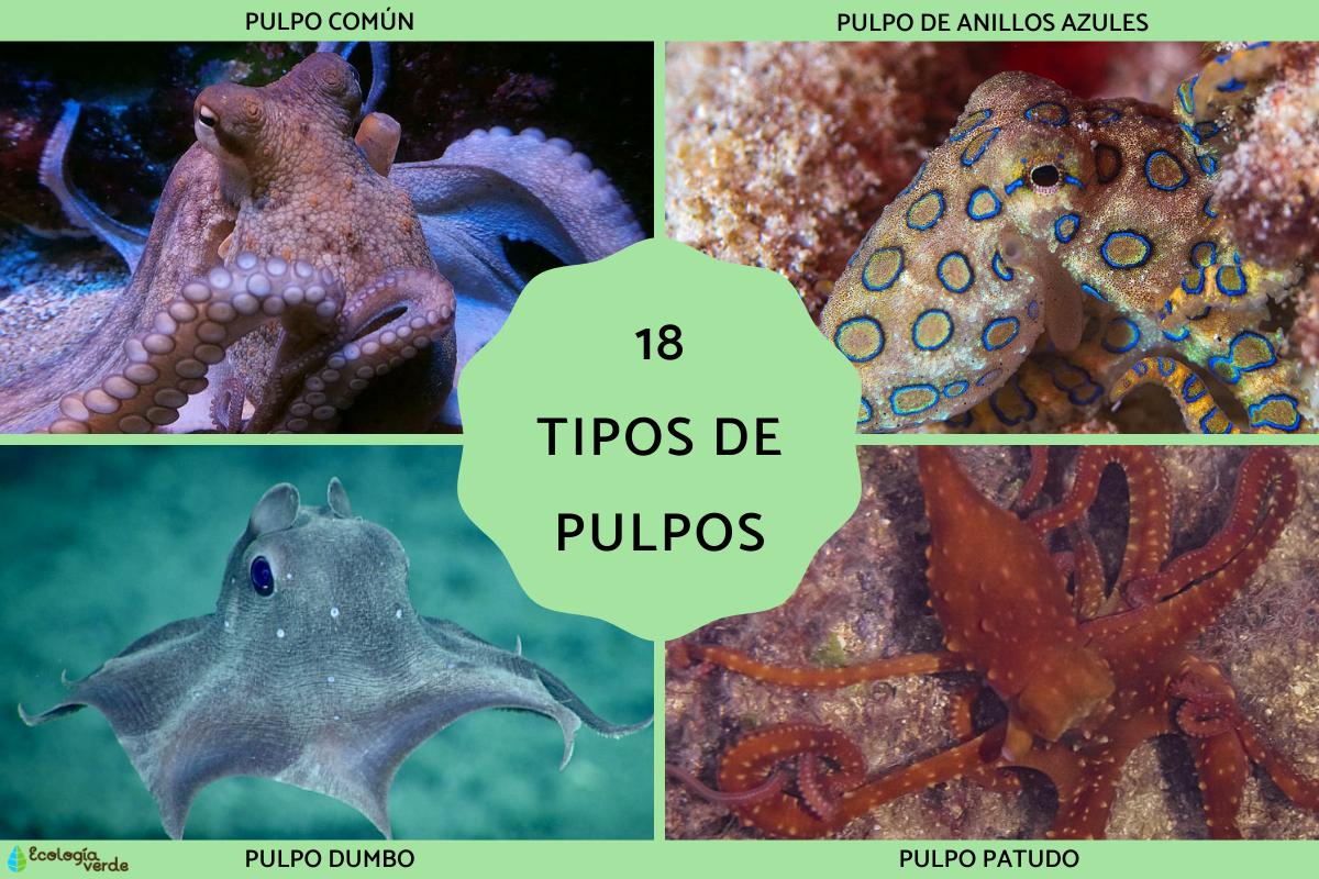 Tipos de pulpos