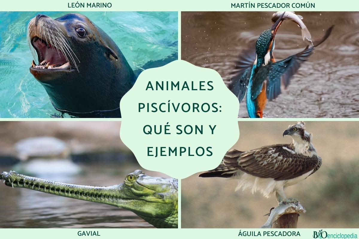 Animales piscívoros: qué son y ejemplos