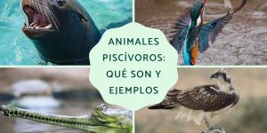 Animales piscívoros: qué son y ejemplos