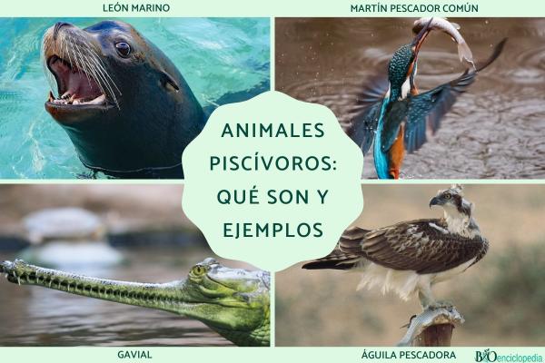 Animales piscívoros: qué son y ejemplos