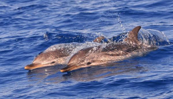 Animales piscívoros: qué son y ejemplos - Delfines 