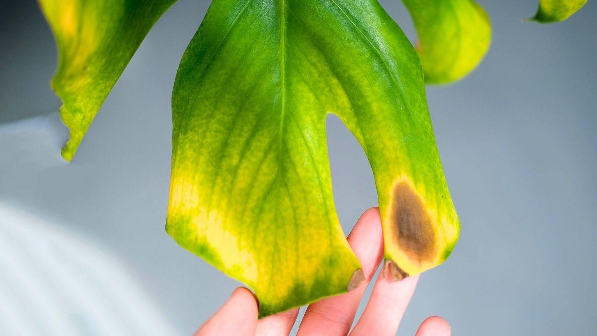 Estrés en las plantas: Cómo sufren y se defienden del calor, la sequía y más