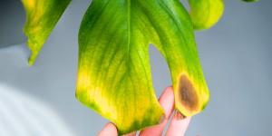 Estrés en las plantas: Cómo sufren y se defienden del calor, la sequía y más