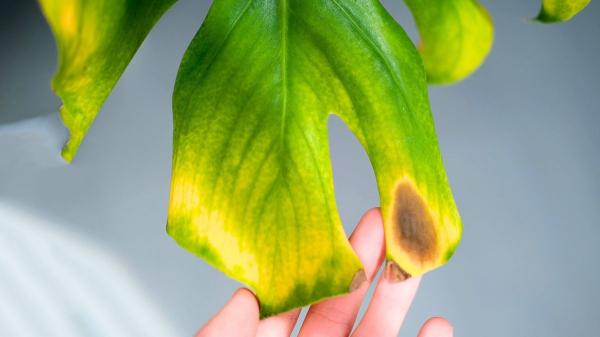 Estrés en las plantas: Cómo sufren y se defienden del calor, la sequía y más