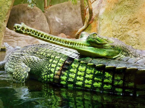 Animales piscívoros: qué son y ejemplos - Gavial