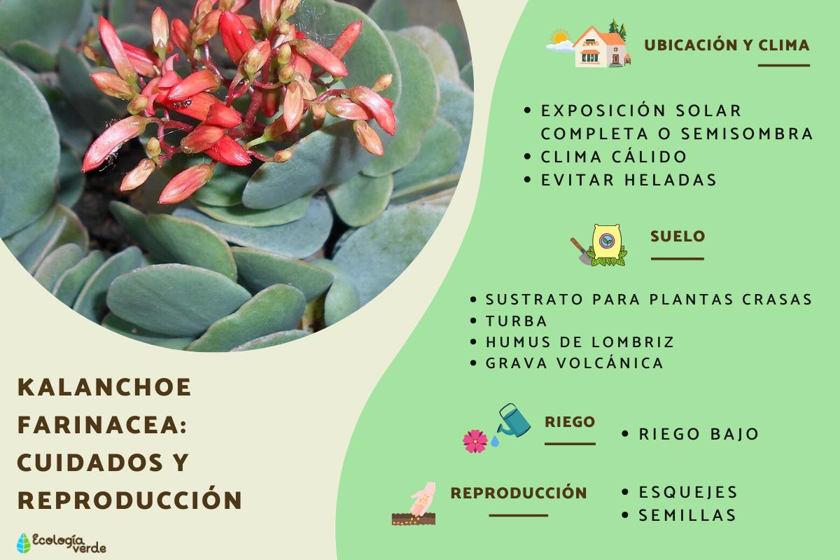 Kalanchoe farinacea: cuidados y reproducción