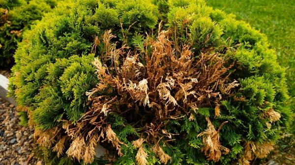 Estrés en las plantas: Cómo sufren y se defienden del calor, la sequía y más - ¿Las plantas pueden sentir dolor si se dañan?