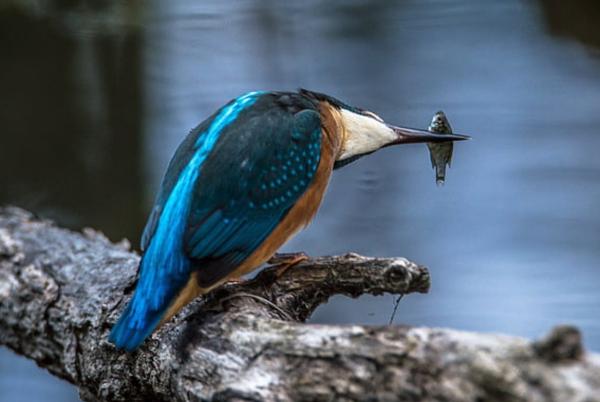 Animales piscívoros: qué son y ejemplos - Martín pescador común