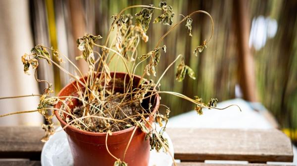 Estrés en las plantas: Cómo sufren y se defienden del calor, la sequía y más - Sequía: el desafío de no perder agua 