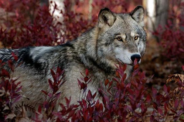 Lobo gris o Canis lupus - ¿Dónde vive el lobo gris?
