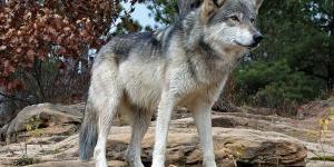 Lobo gris o Canis lupus