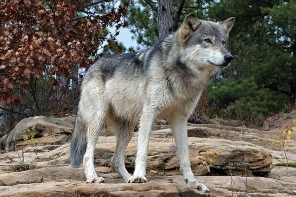 Lobo gris o Canis lupus