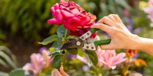 Si tienes estas plantas en casa, mayo es el mes clave para podarlas y lograr que florezcan mejor