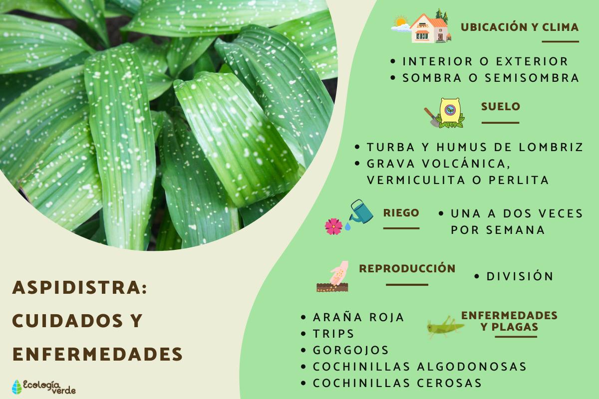 Aspidistra: cuidados y enfermedades