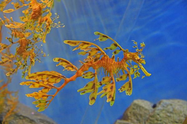 Dragón de mar - Características del dragón de mar