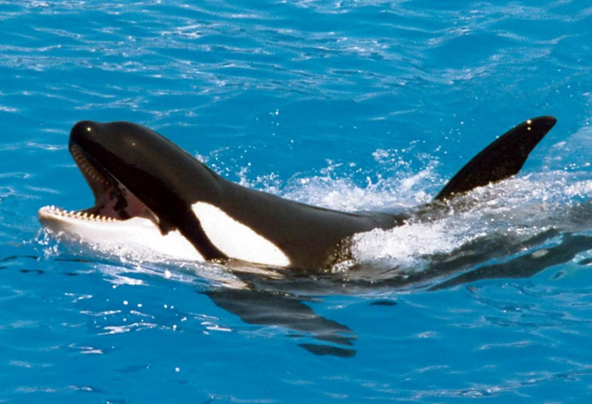 Especie cosmopolita: qué es y ejemplos