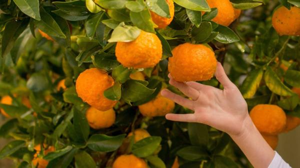 La ley es clara: el casero no puede entrar al jardín de una vivienda alquilada para recoger fruta, excepto en un caso - Hay excepciones: la ley permite regular mediante contrato el uso de la fruta del jardín