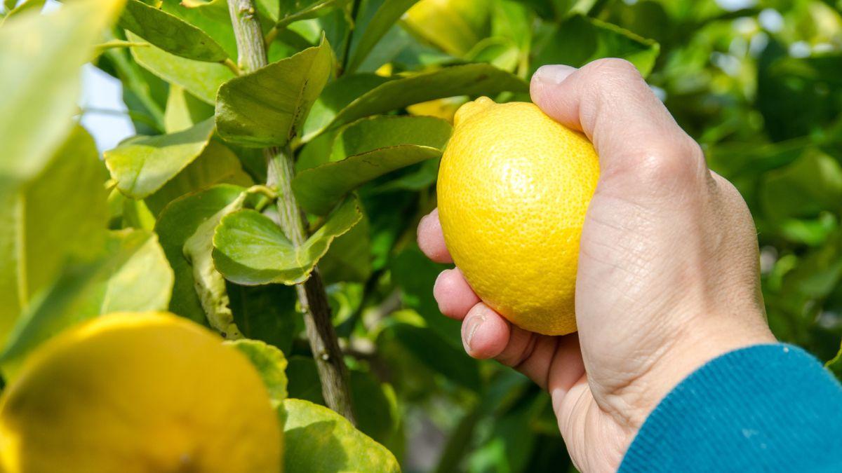 La ley es clara: el casero no puede entrar al jardín de una vivienda alquilada para recoger fruta, excepto en un caso
