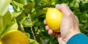 La ley es clara: el casero no puede entrar al jardín de una vivienda alquilada para recoger fruta, excepto en un caso