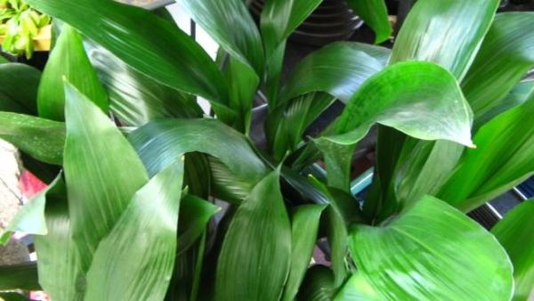 La aspidistra, una de las mejores plantas de interior - Sus cuidados
