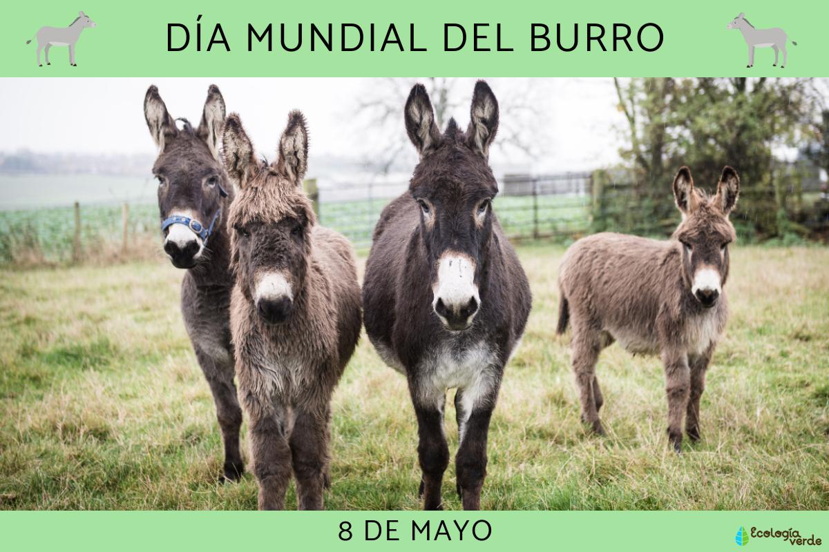 Día Mundial del Burro: cuándo es, por qué y cómo celebrarlo