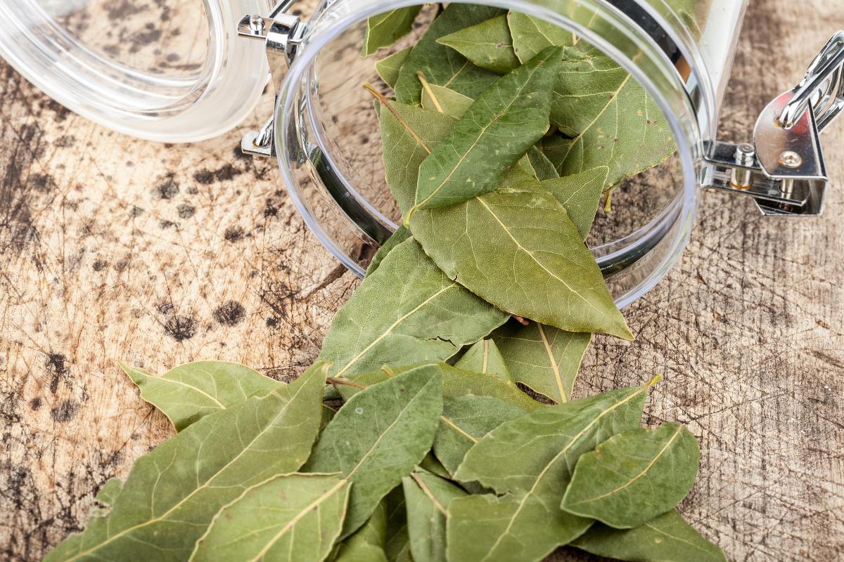 Hojas de laurel propiedades, para qué sirven y contraindicaciones