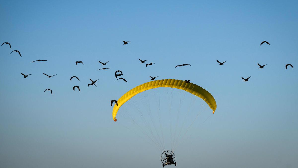 30 ibis eremitas recorren 2.500 kilómetros siguiendo a un ultraligero y hacen escala en Valencia