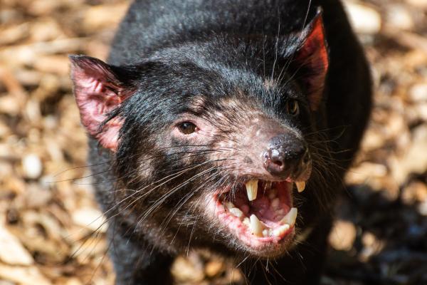 Demonio de Tasmania - Alimentación del demonio de Tasmania