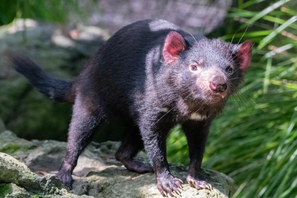 Demonio de Tasmania - Características del demonio de Tasmania