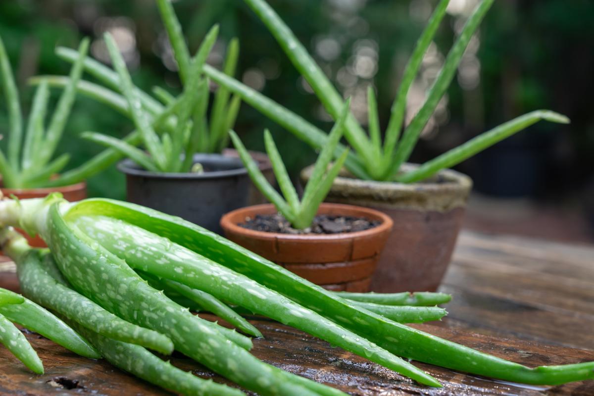 Cuidados del aloe vera