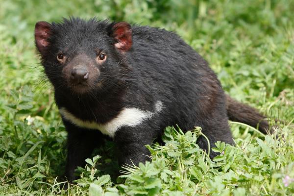 Demonio de Tasmania - Reproducción del demonio de Tasmania