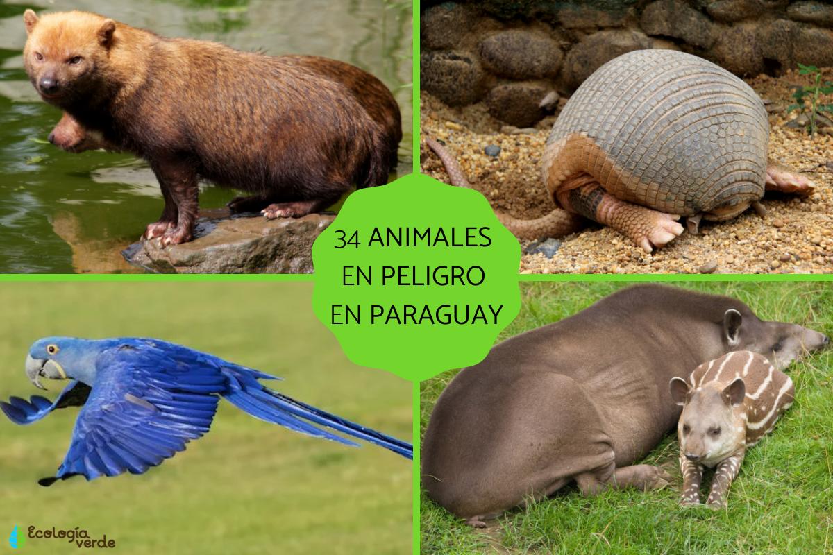 Animales en peligro de extinción en Paraguay