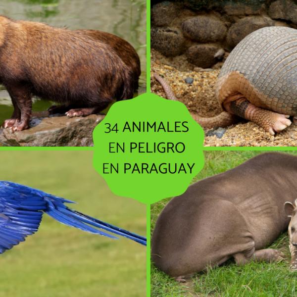 34 ANIMALES en PELIGRO de EXTINCIÓN en PARAGUAY - Nombres y fotos 34 ANIMALES en PELIGRO de EXTINCIÓN en PARAGUAY - Nombres y fotos