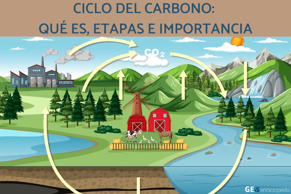 Ciclo del carbono: qué es, etapas e importancia