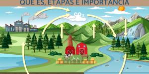 Ciclo del carbono: qué es, etapas e importancia