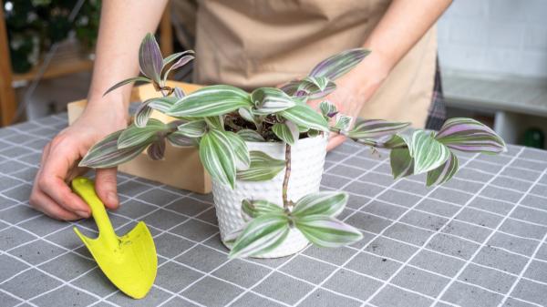 La planta de hojas moradas que crece en maceta y queda ideal en estanterías: necesita pocos cuidados - Cómo cuidar una tradescantia en maceta para que conserve sus colores