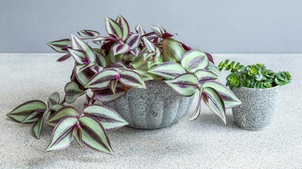 La planta de hojas moradas que crece en maceta y queda ideal en estanterías: necesita pocos cuidados - Dónde colocar la tradescantia para aprovechar sus tallos colgantes